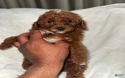 Toy Poodle dogs for sale: Choco - Image 5