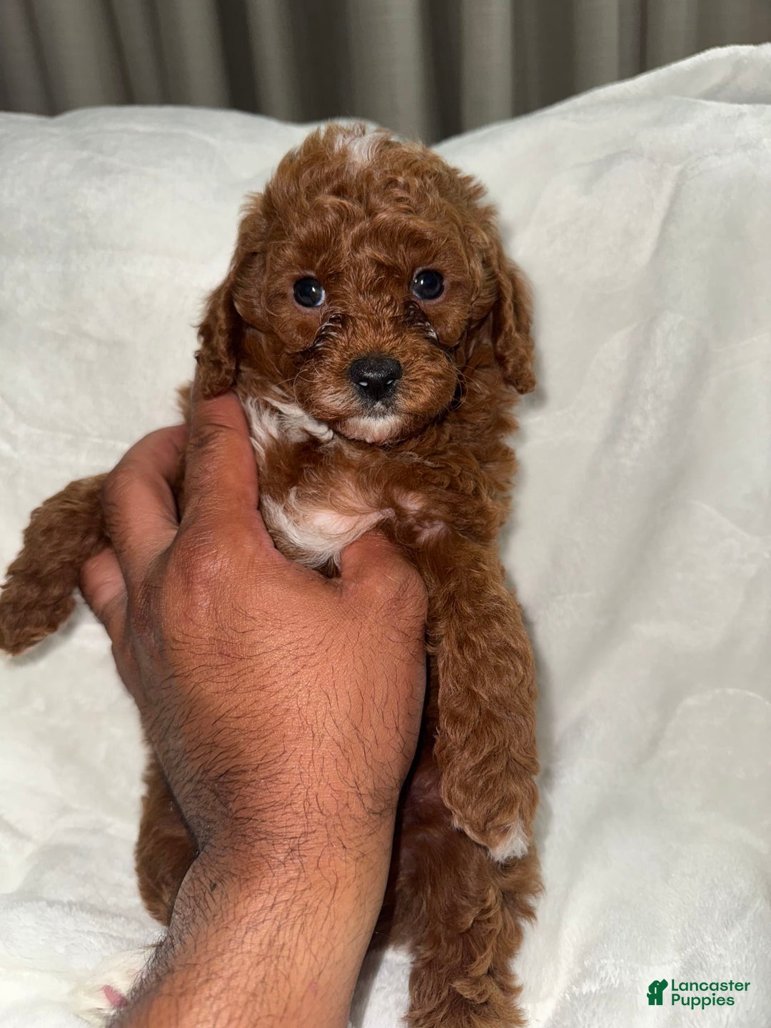 Toy Poodle dogs for sale: Choco - Image 5