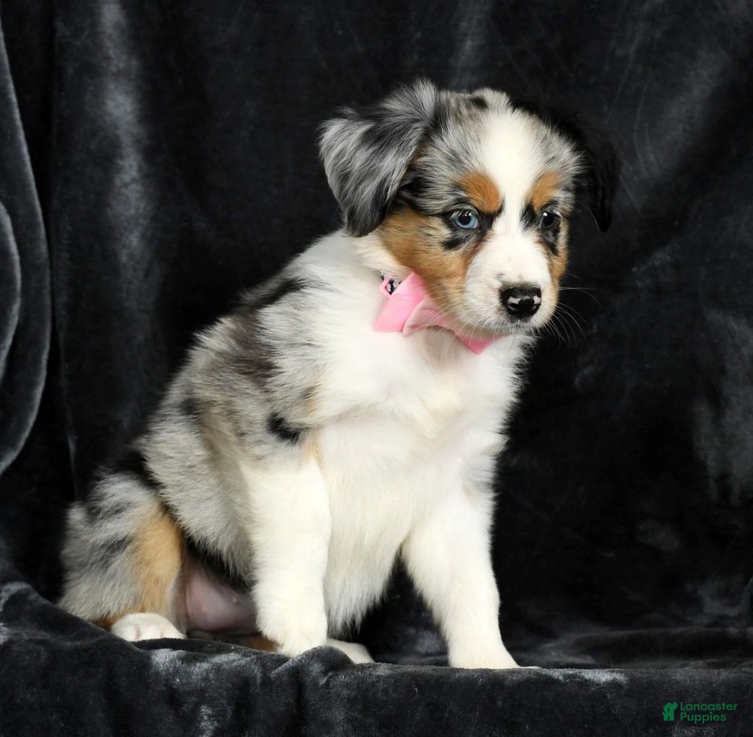 Miniature Australian Shepherd dogs for sale: Chloe - Image 5