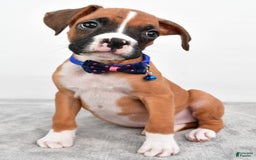 Boxer dogs for sale: Rick - Image 1