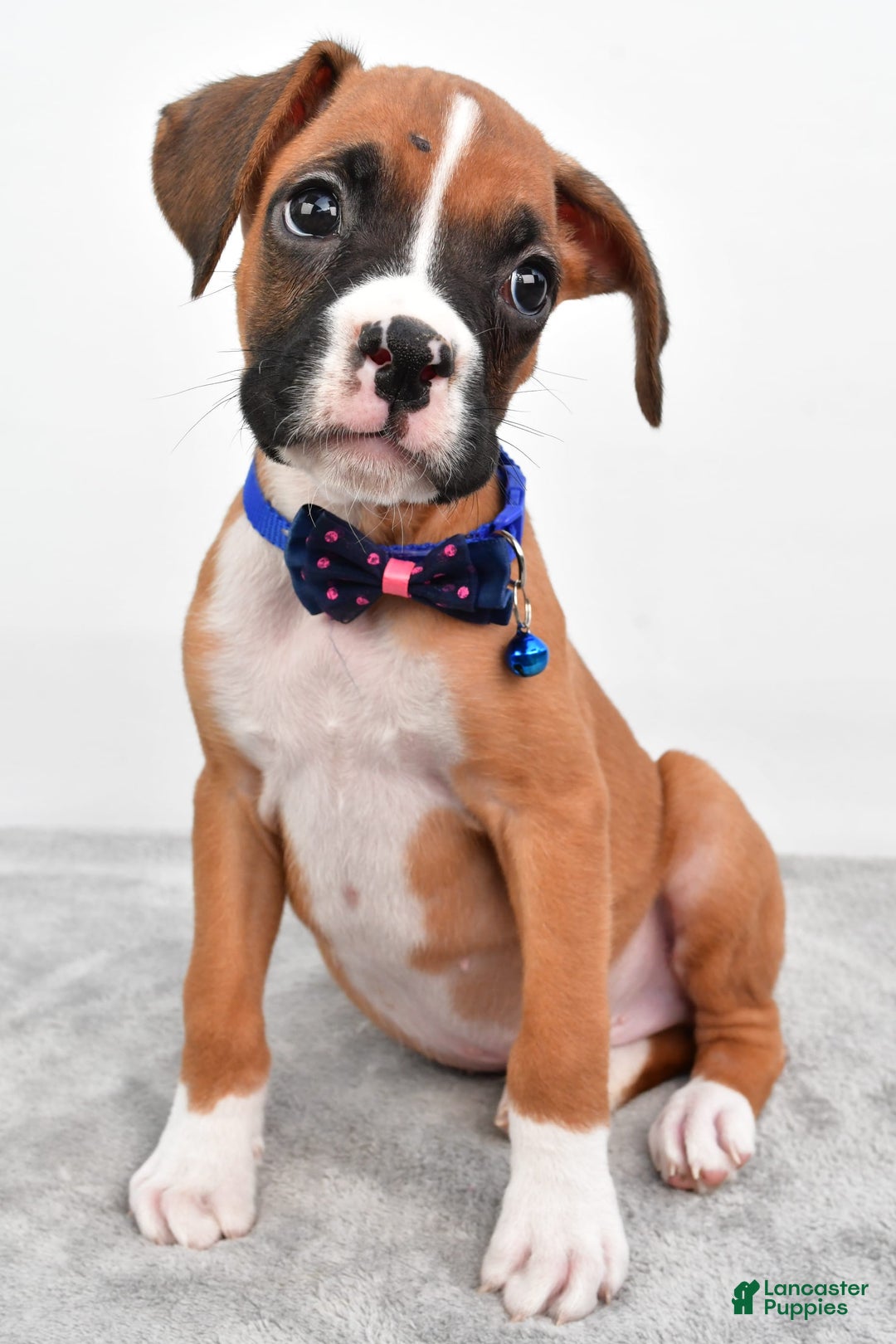 Boxer dogs for sale: Rick - Image 1