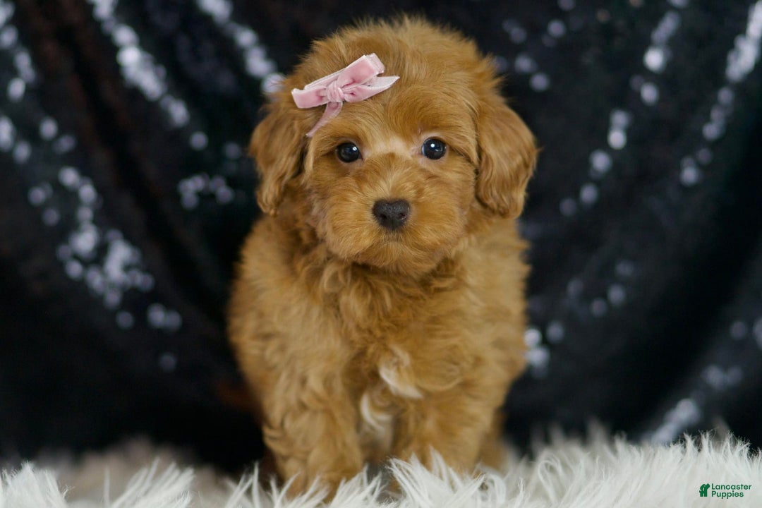 Maltipoo dogs for sale: Georgia - Image 1