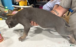 Cane Corso dogs for sale: Princess - Image 2
