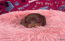Dachshund dogs for sale: Tiny Girl Cecelia - Image 4