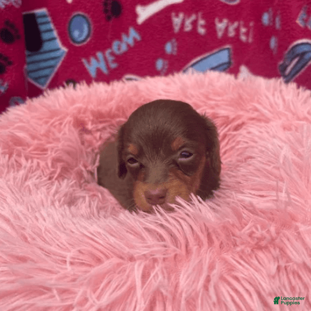 Dachshund dogs for sale: Tiny Girl Cecelia - Image 4