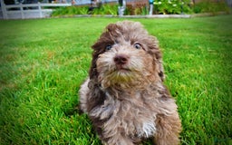 Havapoo dogs for sale: Bentley - Image 4