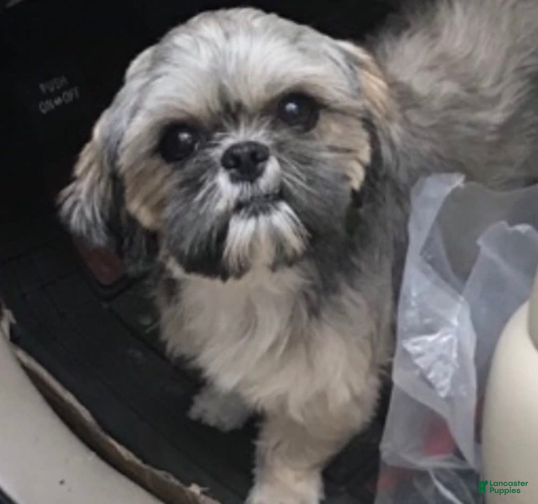 Shih Tzu dogs for sale: Biscuit - Image 8