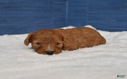 Cavapoo dogs for sale: Cavapoo 6 puppies - Image 1