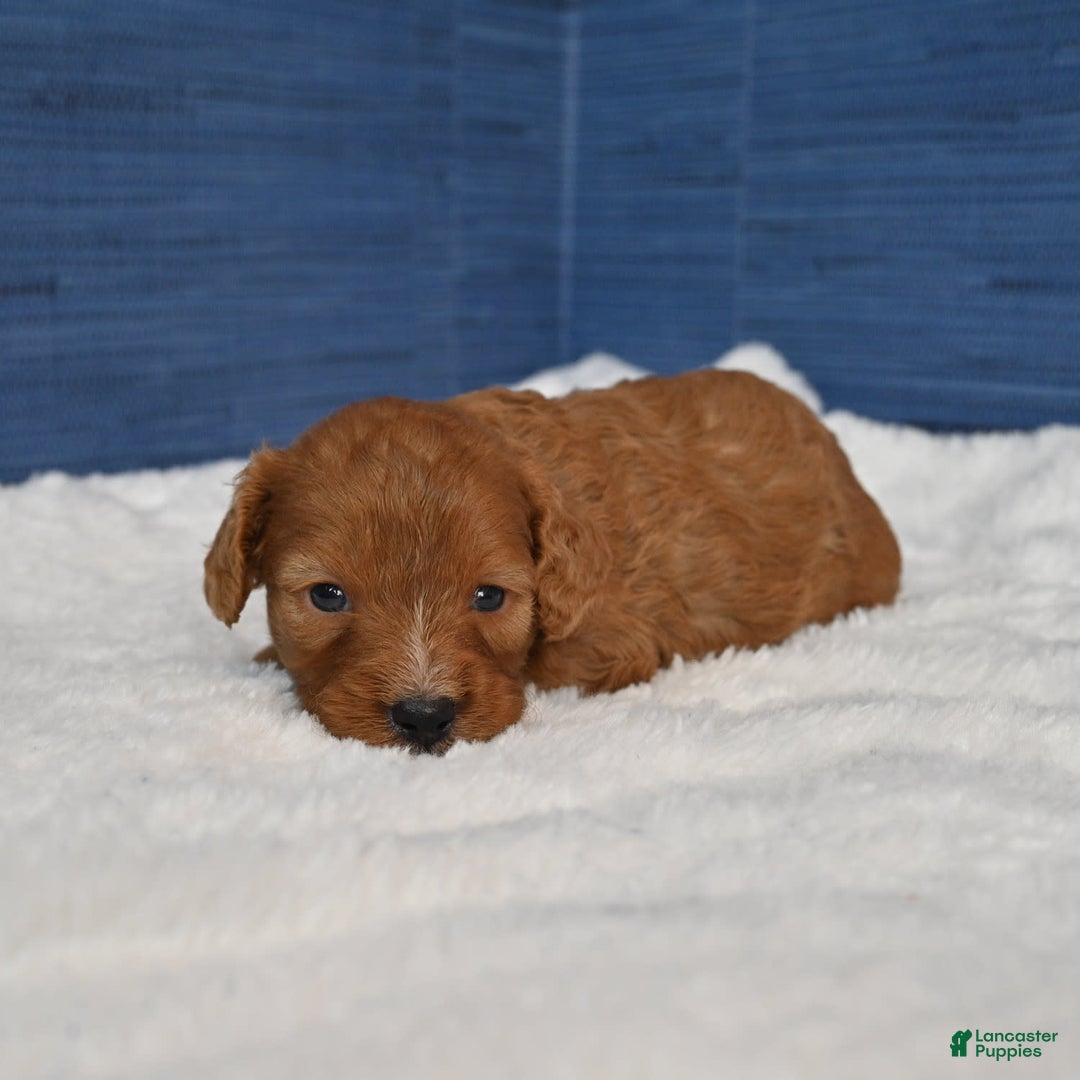 Cavapoo dogs for sale: Cavapoo 6 puppies - Image 1