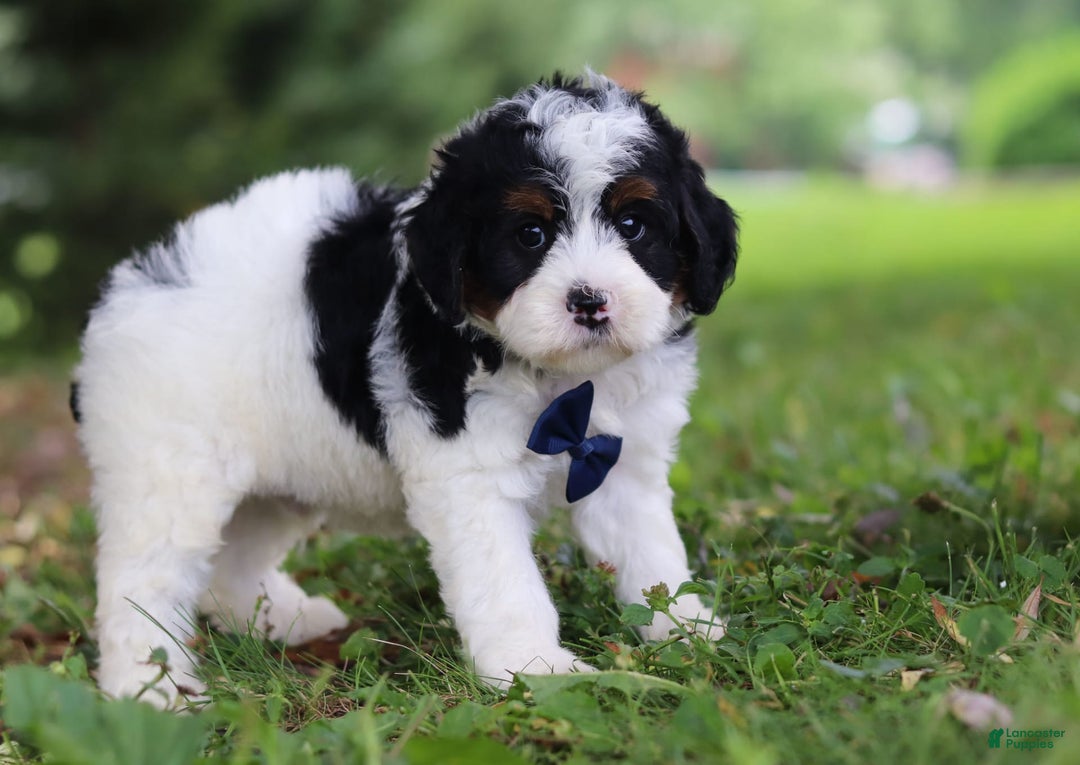 Mini Bernedoodle dogs for sale: Luke - Image 2