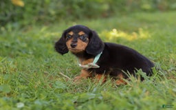 Miniature Dachshund dogs for sale: Sally - Image 3