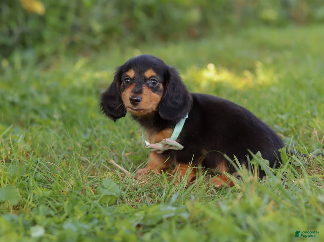 Miniature Dachshund dogs for sale: Sally - Image 3