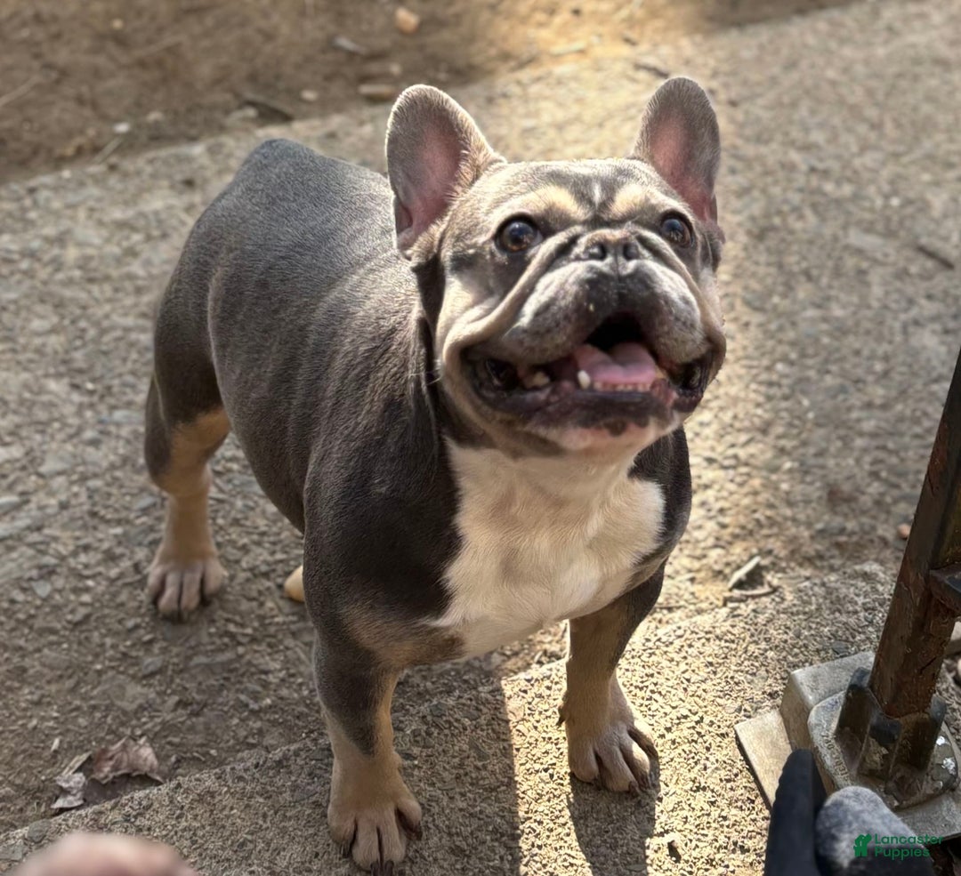 French Bulldog dogs for sale: Mr Biggs - Image 8
