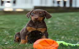 Doberman Pinscher dogs for sale: Daisy - Image 20