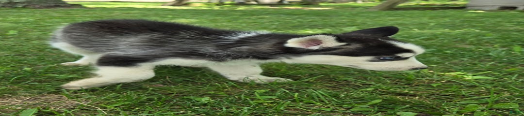 Thunder