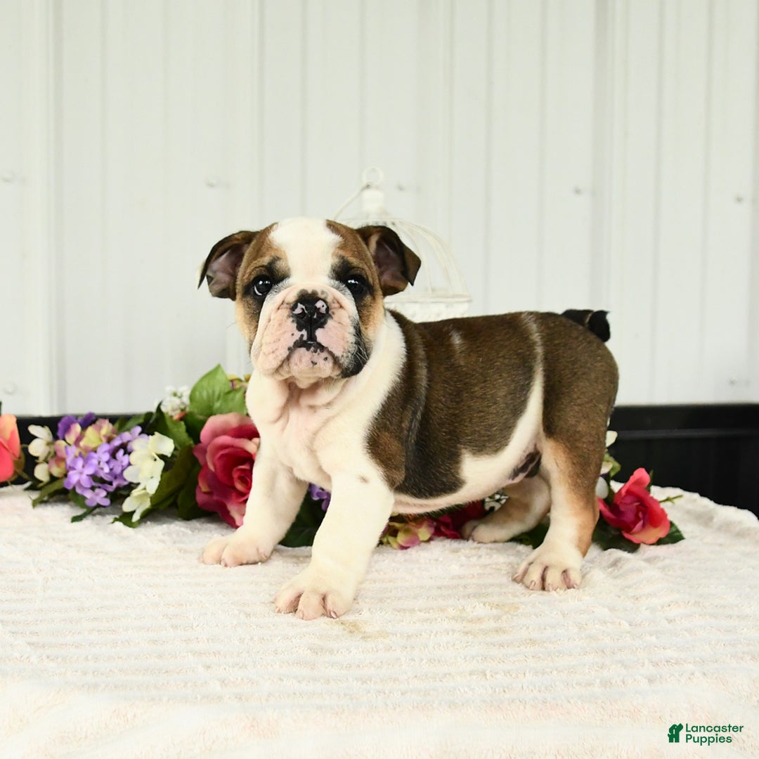 English Bulldog dogs for sale: Drew - Image 5
