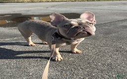 French Bulldog dogs for sale: Minnie - Image 2