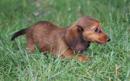 Miniature Dachshund dogs for sale: Dora - Image 13