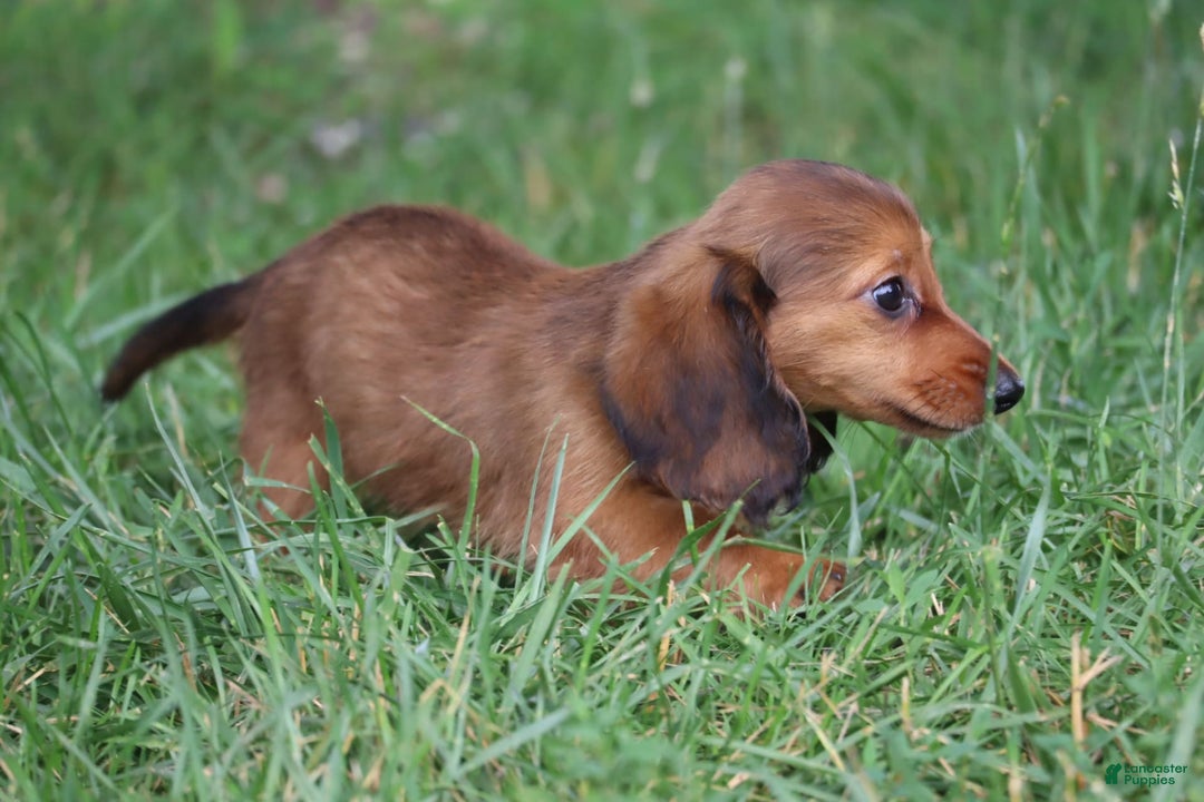 Miniature Dachshund dogs for sale: Dora - Image 13