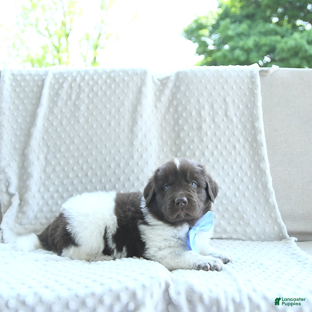 Newfoundland dogs for sale: Jasper - Image 5