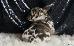 French Bulldog dogs for sale: Chanel - Image 3