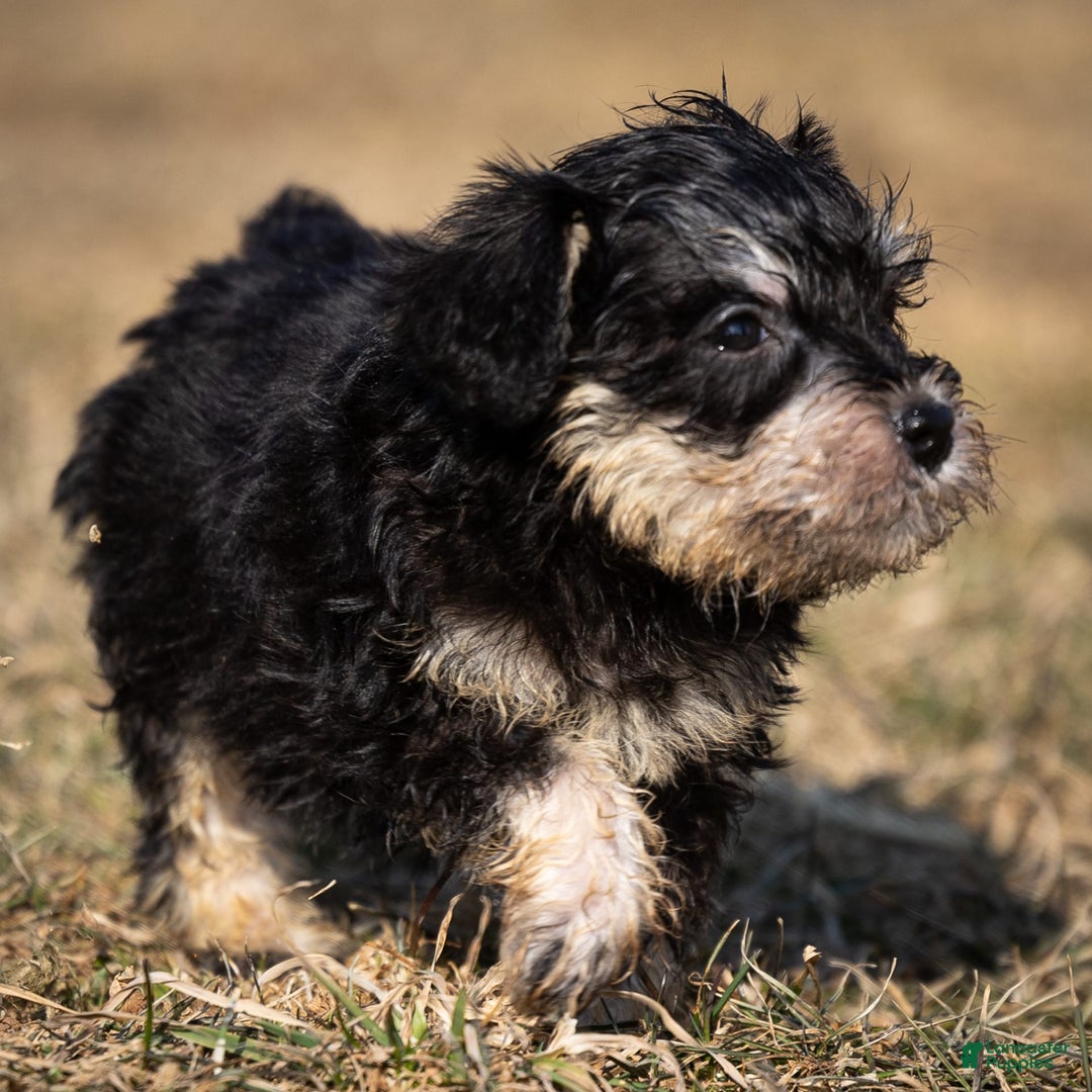 Miniature Schnauzer dogs for sale: Harley - Image 12