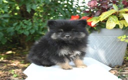 Pomeranian dogs for sale: Cosmo - Image 3