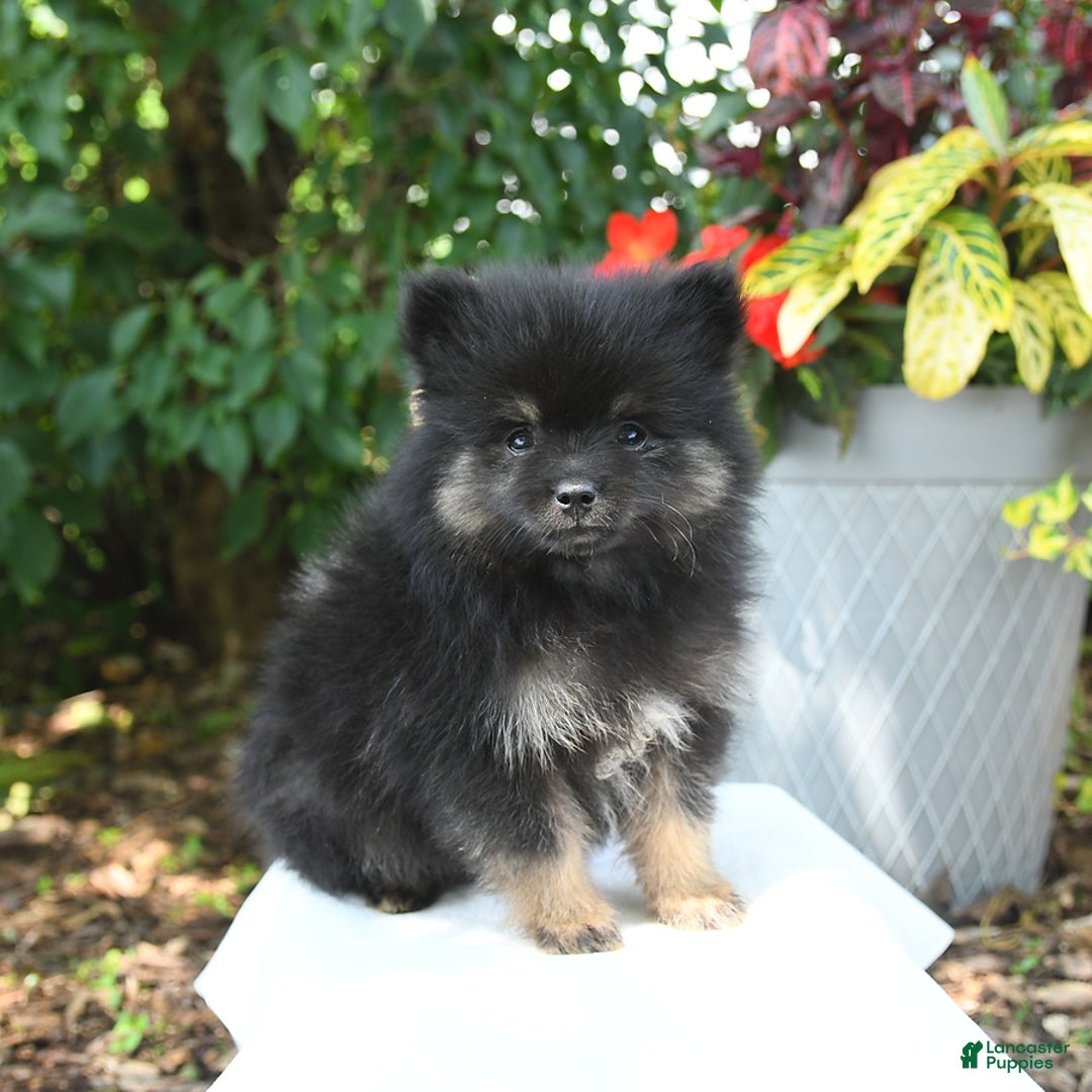 Pomeranian dogs for sale: Cosmo - Image 3