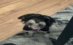 Morkie dogs for sale: Daisy - Image 1