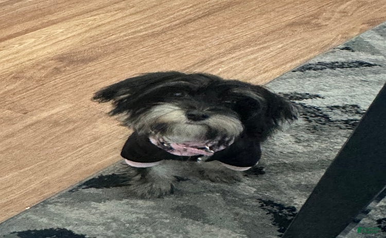 Morkie dogs for sale - Ad 1