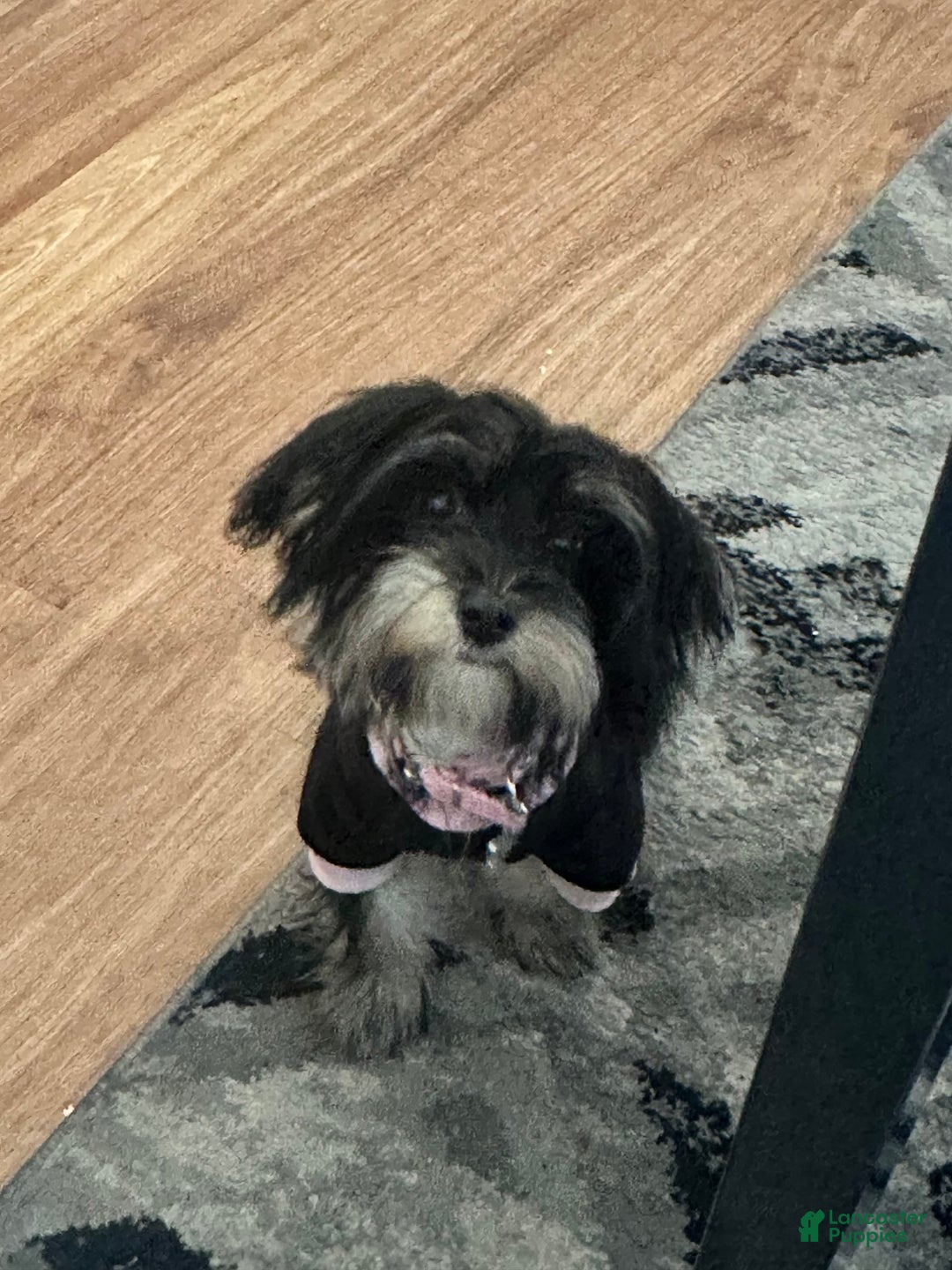 Morkie dogs for sale: Daisy - Image 1