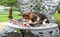 Beagle dogs for sale: Ashley - Image 3