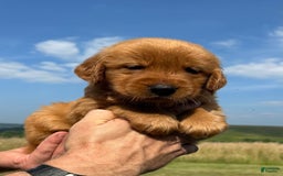 Golden Retriever dogs for sale: Honey - Image 16