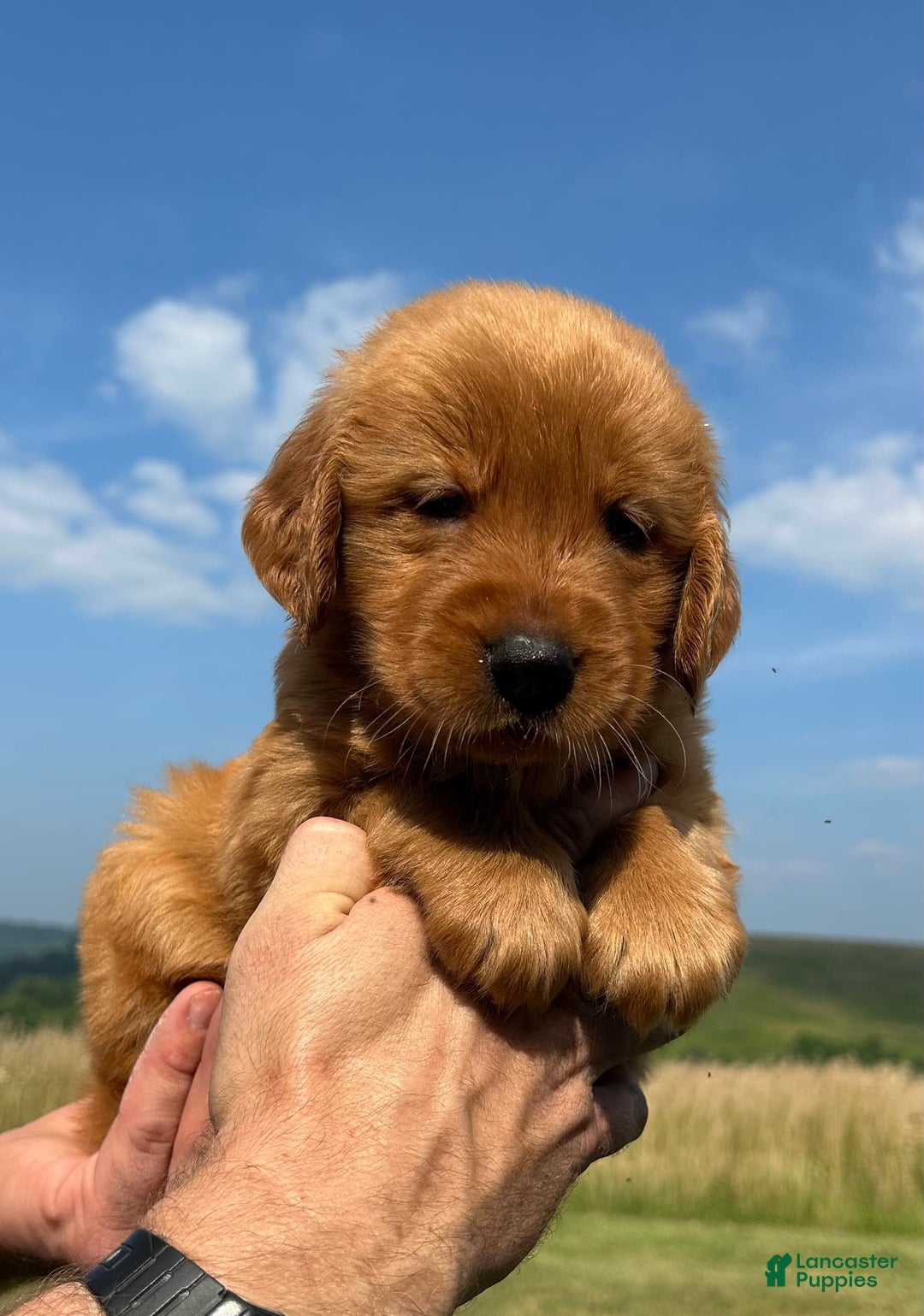 Golden Retriever dogs for sale: Honey - Image 16
