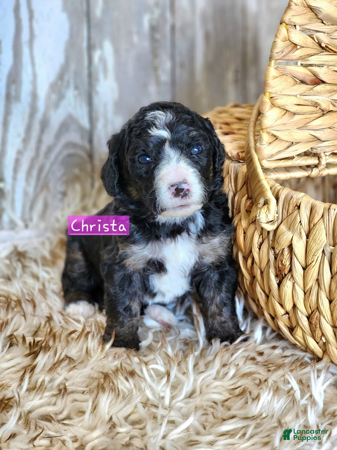 Bernedoodle dogs for sale: Christa - Image 2
