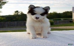 Pomsky dogs for sale: Lado - Image 1