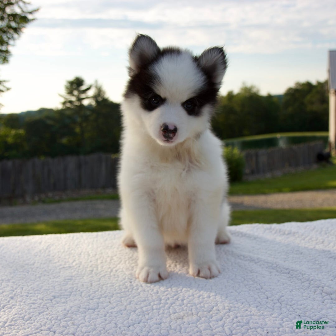 Pomsky dogs for sale: Lado - Image 1