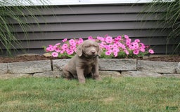 Labrador Retriever dogs for sale: Ivan - Image 1