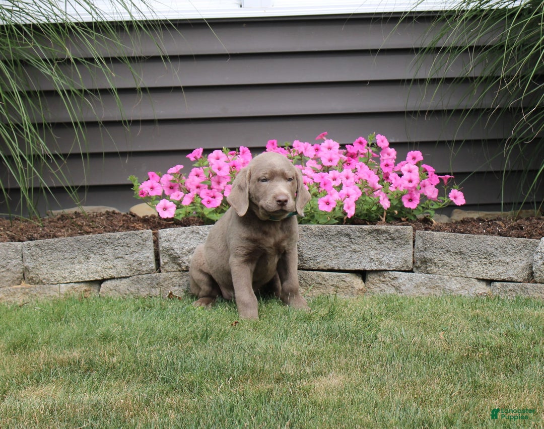 Labrador Retriever dogs for sale: Ivan - Image 1