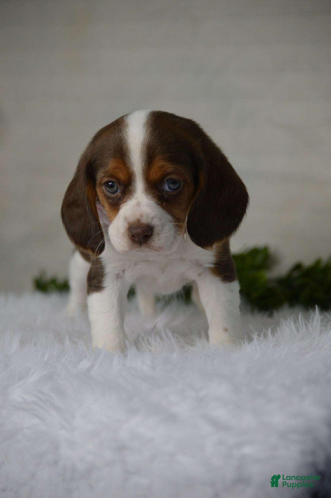 Beaglier dogs for sale: Wendy - Image 4