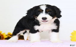 Mini Bernedoodle dogs for sale: Blake - Image 3
