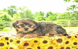 Shorkie dogs for sale: Elmer - Image 5