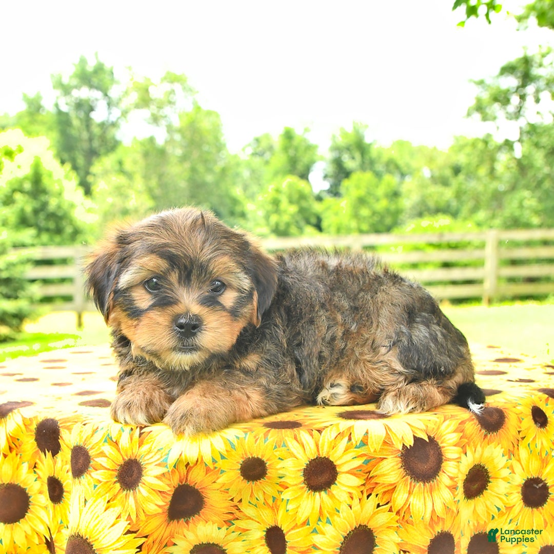 Shorkie dogs for sale: Elmer - Image 5
