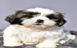 Shih Tzu dogs for sale: Unique - Image 2
