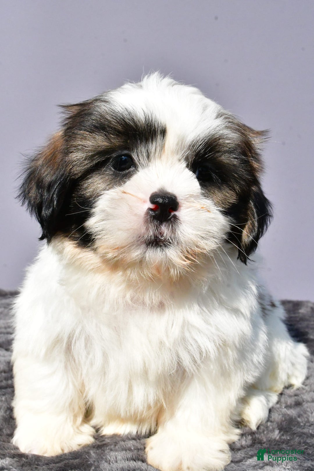 Shih Tzu dogs for sale: Unique - Image 2