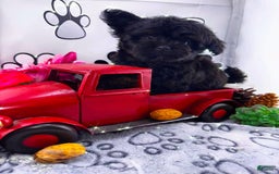 Chipoo dogs for sale: Buddy - Image 3