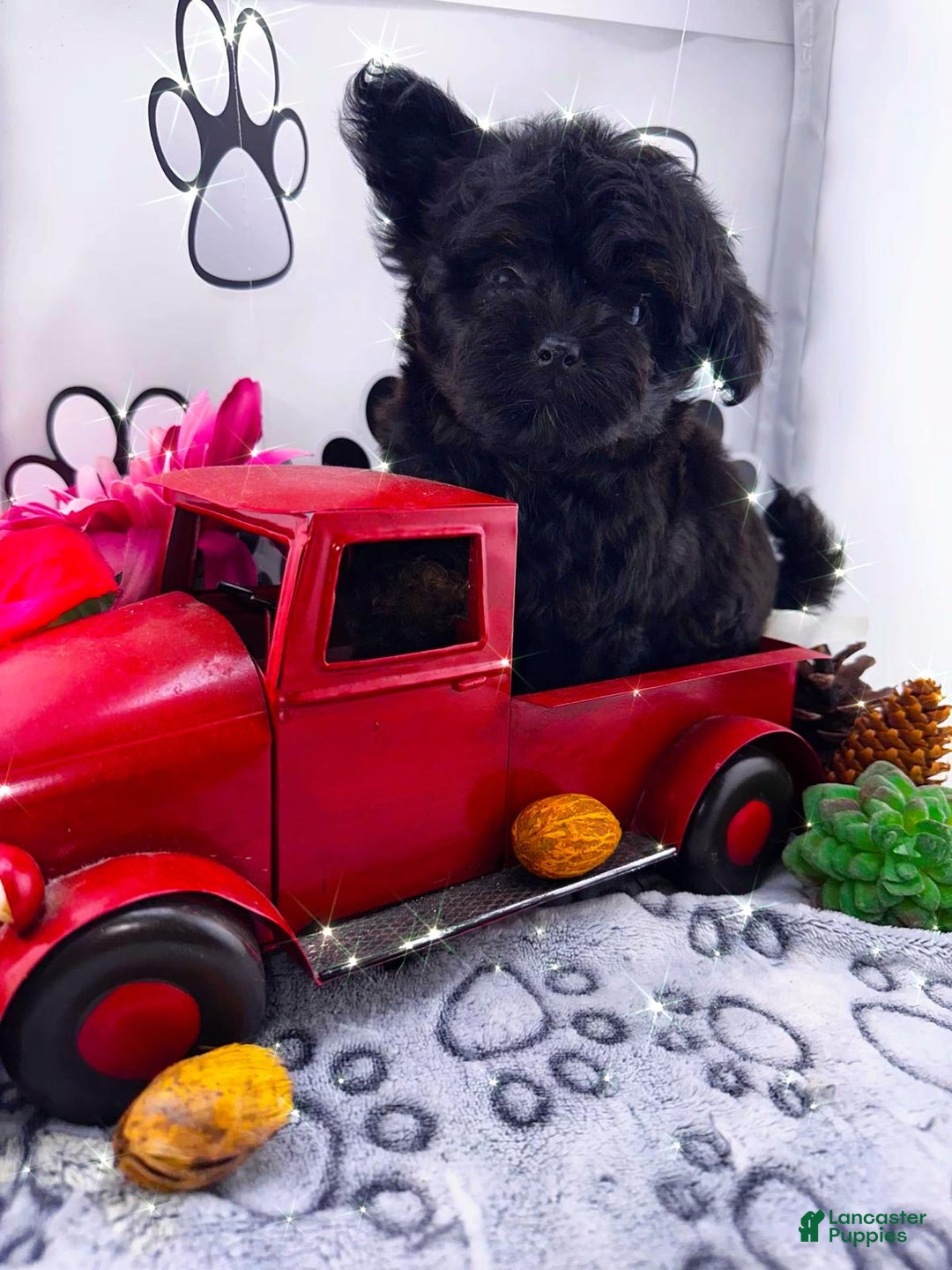 Chipoo dogs for sale: Buddy - Image 3