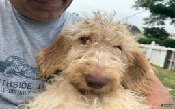 Goldendoodle dogs for sale: Luna - Image 15