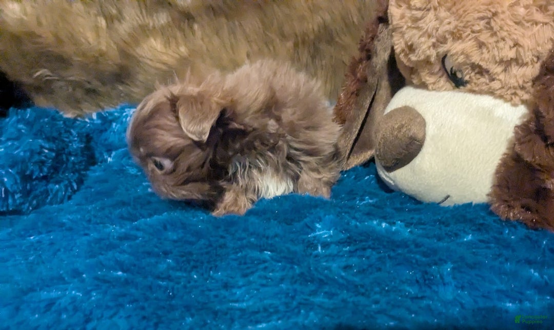 Shih Tzu dogs for sale: Tiny Jasper - Image 19