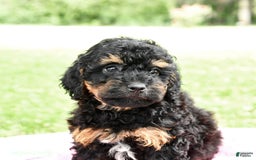 Miniature Poodle dogs for sale: Emma - Image 3